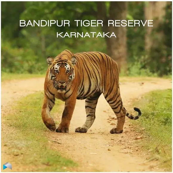 印度篮球队战无不胜，实力得到验证的简单介绍